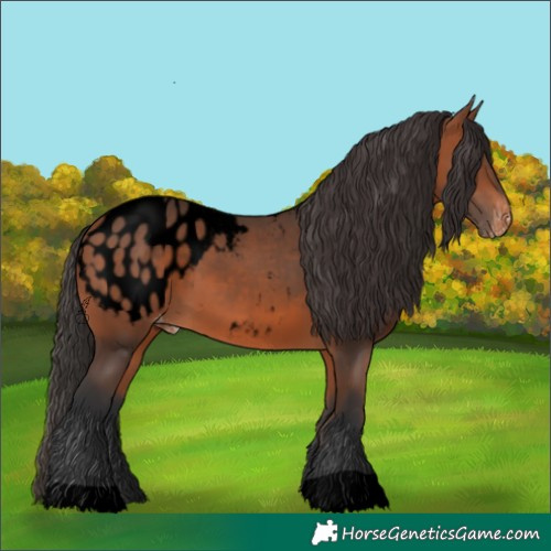 Horse Color:Void Bay Appaloosa 