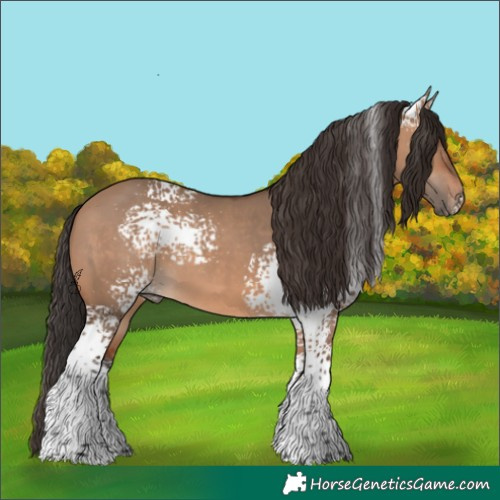Horse Color:White Spotted Bay Dun 