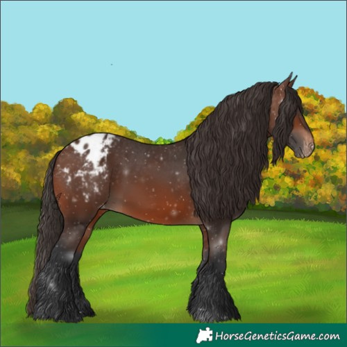 Horse Color:Brown Appaloosa 