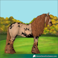 Horse Color:Void White Spotted Red Dun Tobiano 