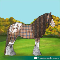 Horse Color:Plaid Bay Splash Appaloosa
