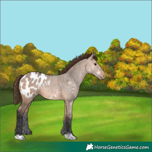 Horse Color:Bay Dun Appaloosa 