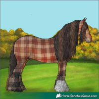 Horse Color:Plaid Bay