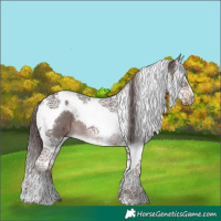 Horse Color:Liver Chestnut Splash Tobiano 