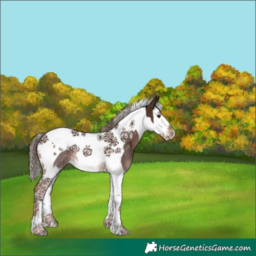 Horse Color:Liver Chestnut Splash Tobiano