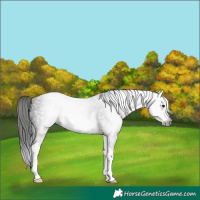 Horse Color:Gray White Spotted Brown