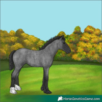 Horse Color:Blue Roan 