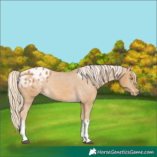 Horse Color:White Spotted Palomino Tobiano Appaloosa Rabicano 
