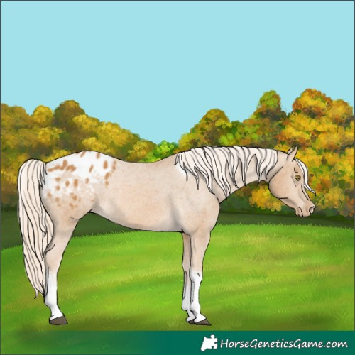Horse Color:White Spotted Palomino Tobiano Blanket Rabicano 