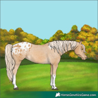 Horse Color:White Spotted Palomino Tobiano Appaloosa Rabicano 