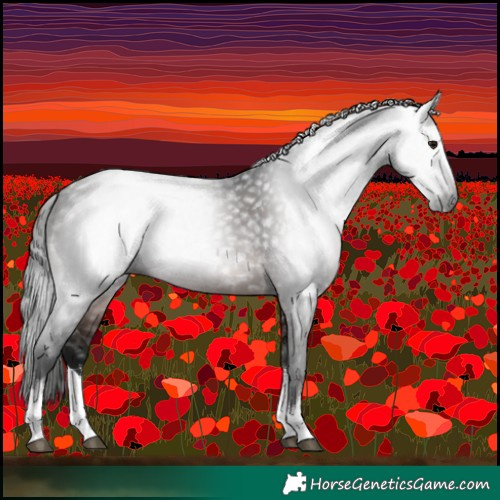 Horse Color:Gray White Spotted Bay 