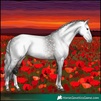 Horse Color:Gray White Spotted Bay