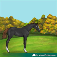 Horse Color:Gray White Spotted Liver Chestnut 