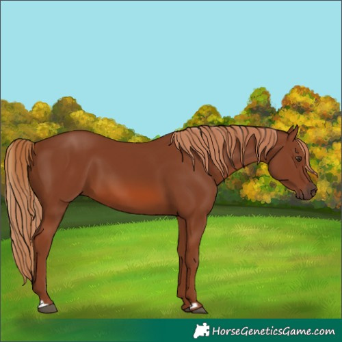 Horse Color:Chestnut 