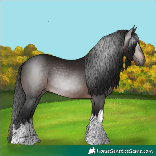 Horse Color:Gray White Spotted Bay 