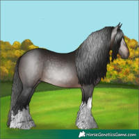 Horse Color:Gray White Spotted Bay