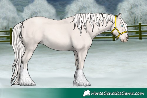 Horse Color:Cremello 