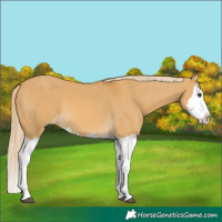 Horse Color:Palomino Dun Splash and Palomino Dun Splash