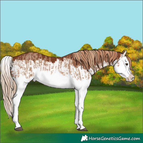Horse Color:Red Dun Splash and Chestnut Splash