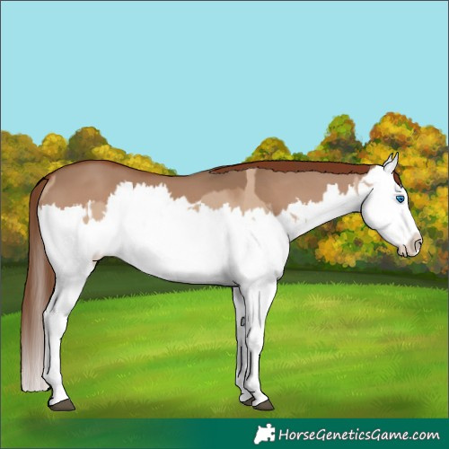 Horse Color:Red Dun Splash and Red Dun Splash
