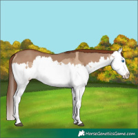 Horse Color:Red Dun Splash  and Red Dun Splash 