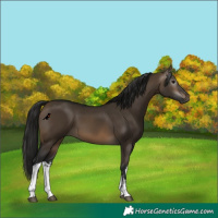 Horse Color:Gray White Spotted Brown Dun 