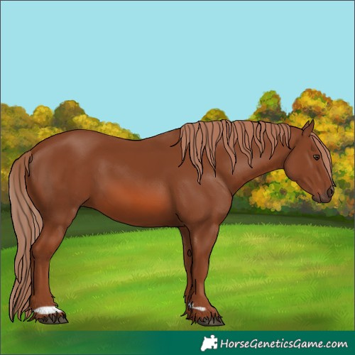 Horse Color:Chestnut 