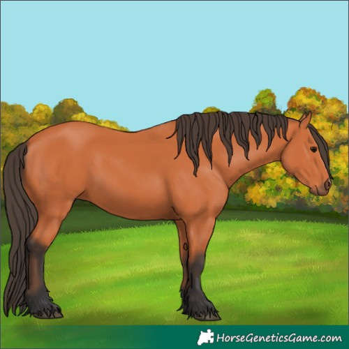 Horse Color:Bay 