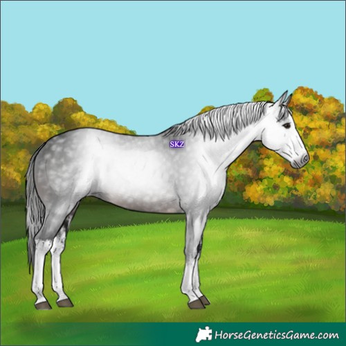 Horse Color:Gray White Spotted Brown 