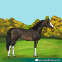 Horse Color:Gray White Spotted Brown Dun 