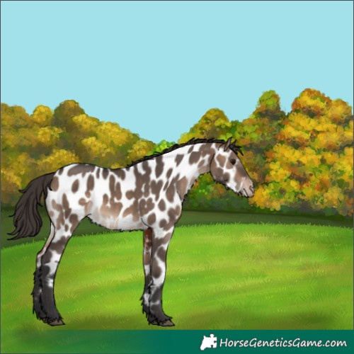 Horse Color:Brown Dun Sabino Near Leopard 