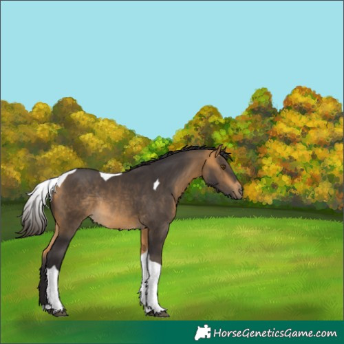 Horse Color:Buckskin Tobiano Rabicano 
