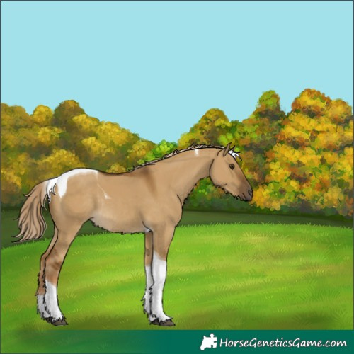 Horse Color:Chocolate Palomino Dun Tobiano Rabicano 