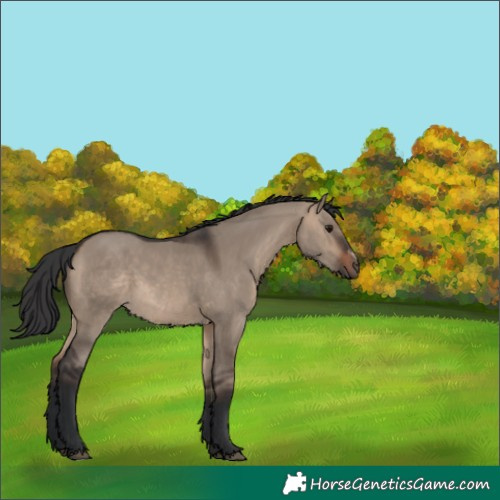 Horse Color:Brown Dun Sabino Rabicano 