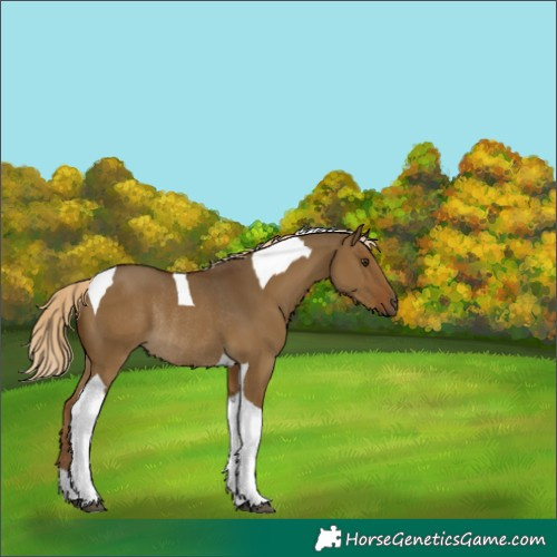 Horse Color:Chocolate Palomino Dun Tobiano Rabicano 