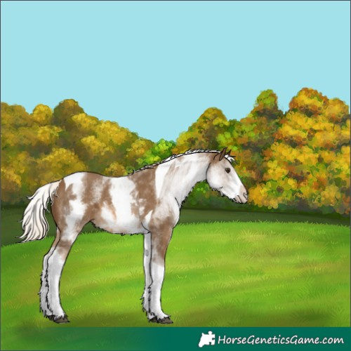 Horse Color:White Spotted Chocolate Palomino Tobiano 