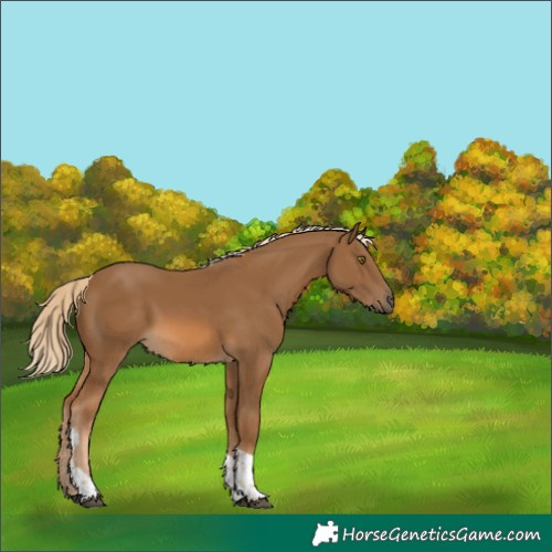 Horse Color:Chocolate Palomino Tobiano 
