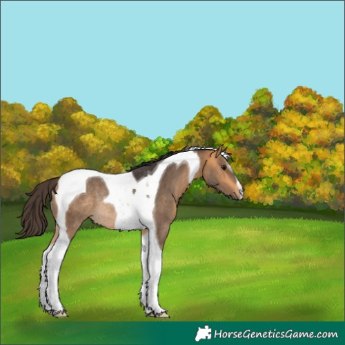 Horse Color:Buckskin Tobiano Rabicano 