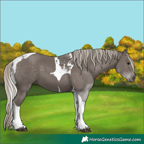 Horse Color:Silver Smoky Black Tobiano 