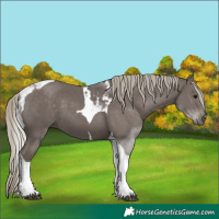 Horse Color:Silver Smoky Black Tobiano 