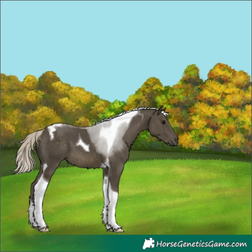 Horse Color:Silver Smoky Black Tobiano 