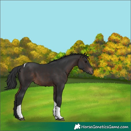 Horse Color:Brown Tobiano 