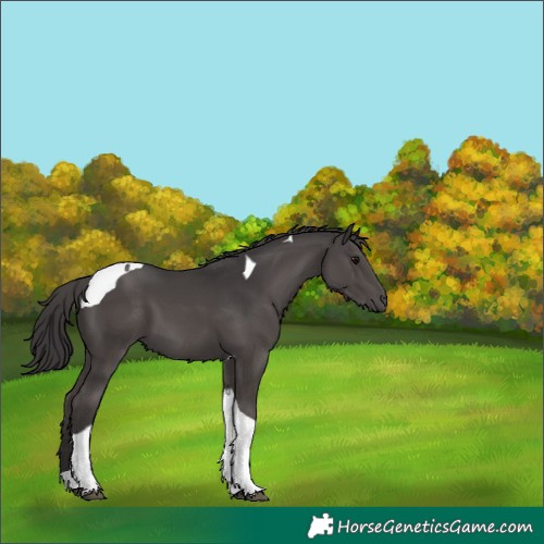 Horse Color:Smoky Black Tobiano 