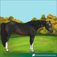 Horse Color:Gray White Spotted Brown 