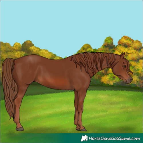 Horse Color:Chestnut 