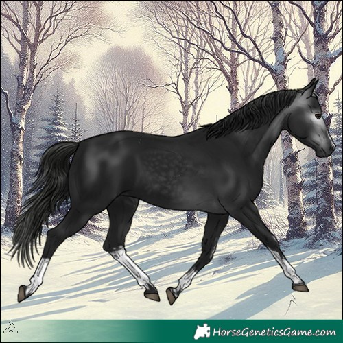 Horse Color:Gray White Spotted Black 
