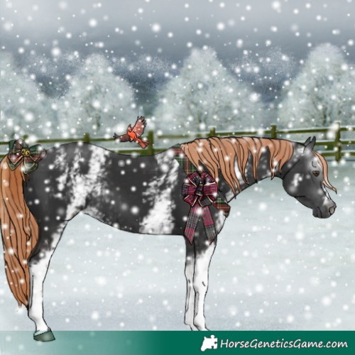Horse Color:Gray White Spotted Liver Chestnut 