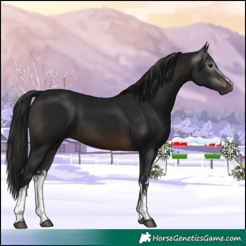 Horse Color:Gray White Spotted Brown