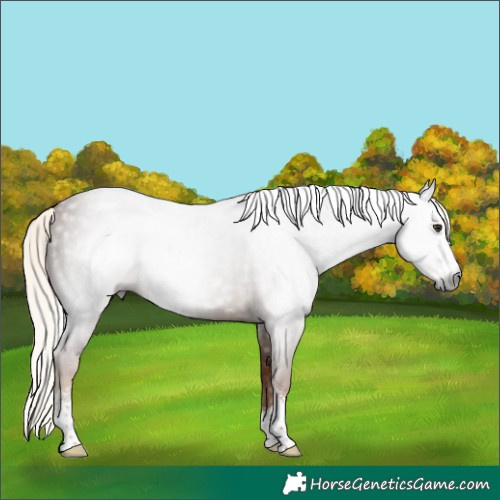 Horse Color:Gray Chestnut Mushroom Sabino 