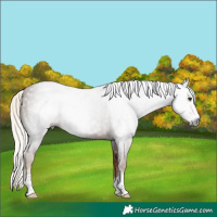 Horse Color:Gray Chestnut Mushroom Sabino 